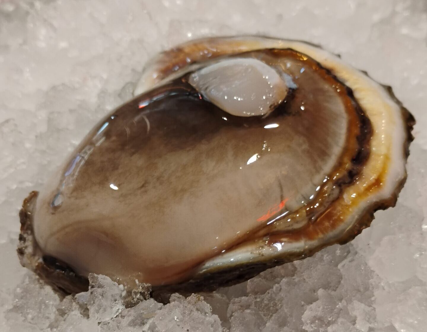 17 Facts You Never Knew About Oysters