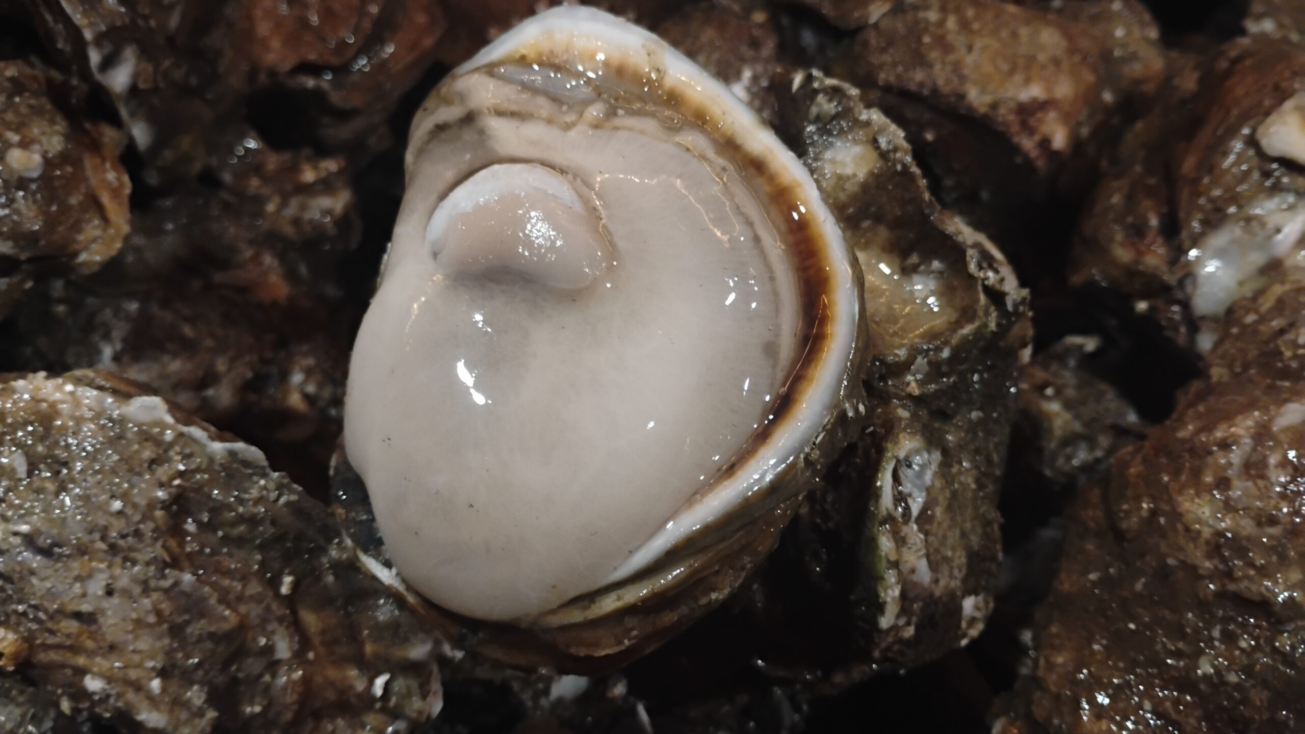 Common Predators of Oysters and How They Defend Themselves